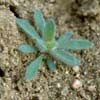 Herbicide-resistant Weeds Training Lessons