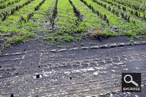 img1 - Alternative and Low-Cost Sources of Lime and Fertilizer img1 - Alternative and Low-Cost Sources of Lime and Fertilizer