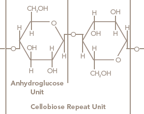 CellobioseRepeatUnit - Cotton Morphology and Chemistry