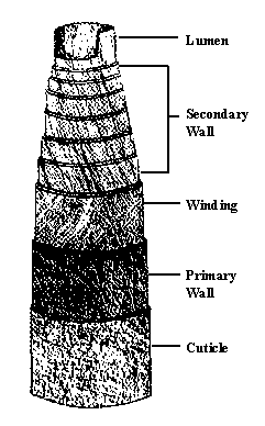 Figure 8 Structure of a cotton fiber