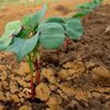 Most Planted Cotton Varieties For 2017