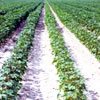Cotton Futures and Options