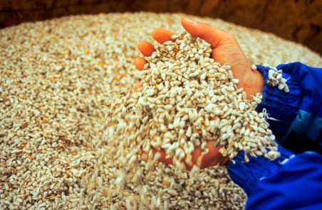 Cottonseed hands - Cottonseed Goes With the Flow Cottonseed hands - Cottonseed Goes With the Flow