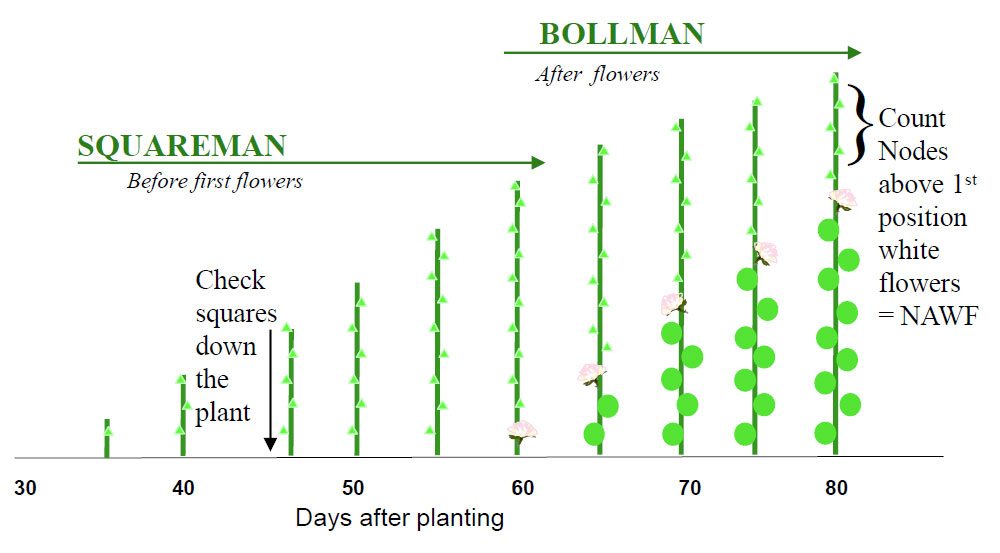 Squareman Bollman 2 - COTMAN™ Crop Management System