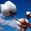 2017 breeder thumb - Cotton Market News Feed
