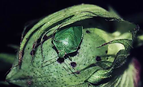 Entomology Entomology