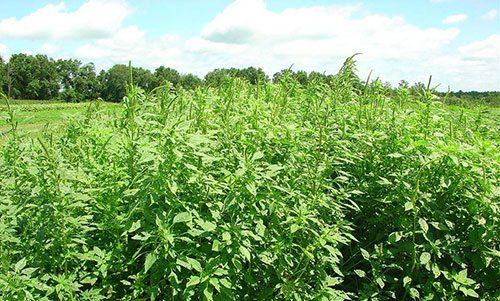 managing glyphosate - Managing Glyphosate-Resistant Palmer Amaranth Research Meeting