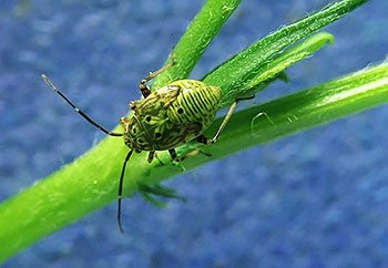 plant bugs - Plant Bugs