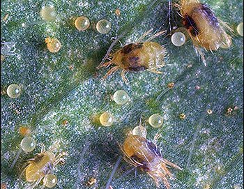 spider mites - Spider Mites