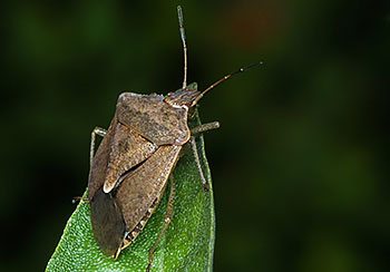 Why Do Stink Bugs Stink? - Pest Control Technology