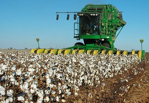 ultra narrow row cotton - Ultra Narrow Row Cotton Harvest to Textiles