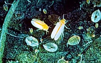 whitefly - Whitefly