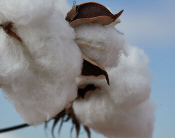 why cotton boll - Why Cotton?