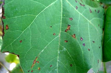 Angular shapes of bacterial blight e1516731819850 - Identification and Management of Bacterial Blight of Cotton