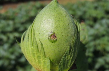 Bacterial Blight lesion on boll e1516732045540 - Identification and Management of Bacterial Blight of Cotton