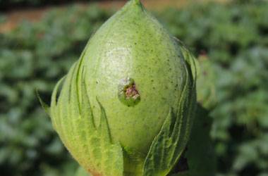 Bacterial Blight lesion on boll e1516732045540 - Identification and Management of Bacterial Blight of Cotton Bacterial Blight lesion on boll e1516732045540 - Identification and Management of Bacterial Blight of Cotton