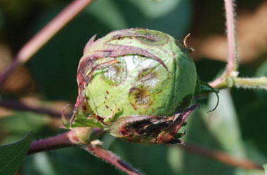 Bacterial Blight lesions on boll e1516731967609 - Identification and Management of Bacterial Blight of Cotton