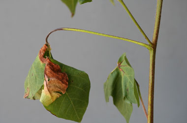 Black arm symptom on petiole e1516731942499 - Identification and Management of Bacterial Blight of Cotton Black arm symptom on petiole e1516731942499 - Identification and Management of Bacterial Blight of Cotton