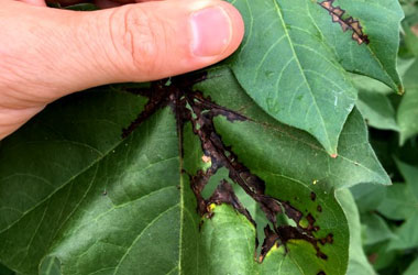 Black streaks of bacterial blight e1516731860478 - Identification and Management of Bacterial Blight of Cotton Black streaks of bacterial blight e1516731860478 - Identification and Management of Bacterial Blight of Cotton