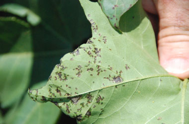 Bottom of infected leaf e1516731793941 - Identification and Management of Bacterial Blight of Cotton Bottom of infected leaf e1516731793941 - Identification and Management of Bacterial Blight of Cotton