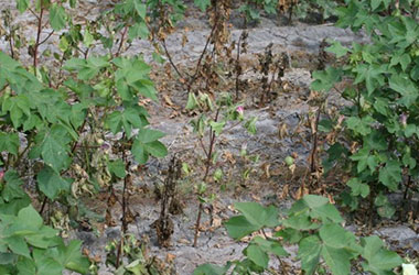 Cotton root rot phymatotrichopsis management 3 - Cotton Root Rot and It's Management