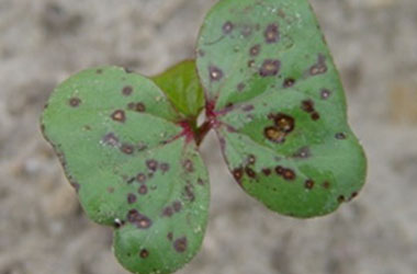 Diagnosis Management Foliar Diseases 1 - Diagnosis and Management of Foliar Diseases in the United States Diagnosis Management Foliar Diseases 1 - Diagnosis and Management of Foliar Diseases in the United States