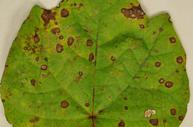 Diagnosis Management Foliar Diseases 10 - Diagnosis and Management of Foliar Diseases in the United States