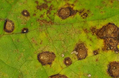 Diagnosis Management Foliar Diseases 11 - Diagnosis and Management of Foliar Diseases in the United States Diagnosis Management Foliar Diseases 11 - Diagnosis and Management of Foliar Diseases in the United States