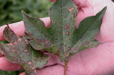 Diagnosis Management Foliar Diseases 14 - Diagnosis and Management of Foliar Diseases in the United States