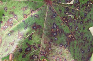 Diagnosis Management Foliar Diseases 17 - Diagnosis and Management of Foliar Diseases in the United States