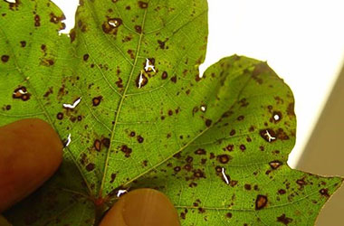 Diagnosis Management Foliar Diseases 18 - Diagnosis and Management of Foliar Diseases in the United States