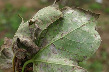 Diagnosis Management Foliar Diseases 19 - Diagnosis and Management of Foliar Diseases in the United States