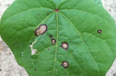 Diagnosis Management Foliar Diseases 2 - Diagnosis and Management of Foliar Diseases in the United States