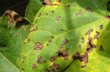 Diagnosis Management Foliar Diseases 3 - Diagnosis and Management of Foliar Diseases in the United States