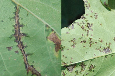 Diagnosis Management Foliar Diseases 5 - Diagnosis and Management of Foliar Diseases in the United States