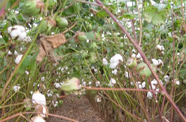 Diagnosis Management Foliar Diseases 8 - Diagnosis and Management of Foliar Diseases in the United States Diagnosis Management Foliar Diseases 8 - Diagnosis and Management of Foliar Diseases in the United States