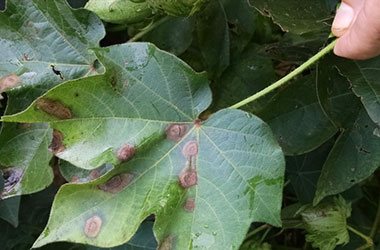 Diagnosis Management Foliar Diseases 9 - Diagnosis and Management of Foliar Diseases in the United States Diagnosis Management Foliar Diseases 9 - Diagnosis and Management of Foliar Diseases in the United States