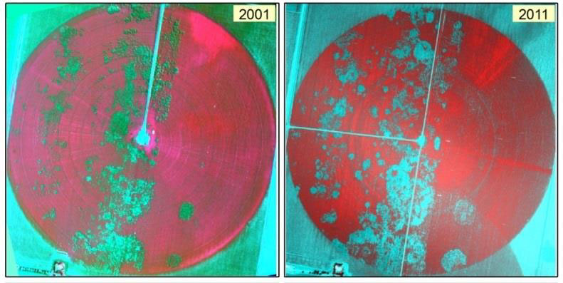 Site Specific Management of Cotton Root Rot Yang 2 - Site-Specific Management of Cotton Root Rot Using Airborne and Satellite Imagery and Variable Rate Technology