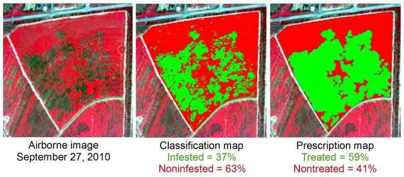 Site Specific Management of Cotton Root Rot Yang 4 - Site-Specific Management of Cotton Root Rot Using Airborne and Satellite Imagery and Variable Rate Technology