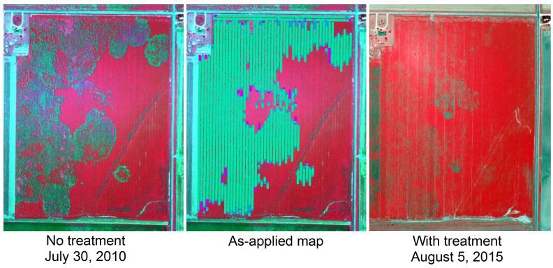 Site Specific Management of Cotton Root Rot Yang 8 - Site-Specific Management of Cotton Root Rot Using Airborne and Satellite Imagery and Variable Rate Technology