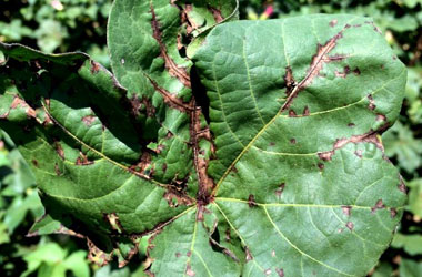 Tattered appearance of infected leaf e1516731920874 - Identification and Management of Bacterial Blight of Cotton Tattered appearance of infected leaf e1516731920874 - Identification and Management of Bacterial Blight of Cotton