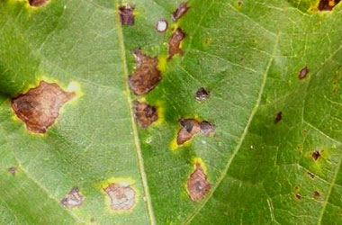 Yellow rings or halos on leaf e1516731842515 - Identification and Management of Bacterial Blight of Cotton