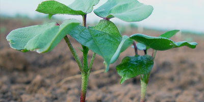 resources cottonleads - Websites &amp; Online Resources