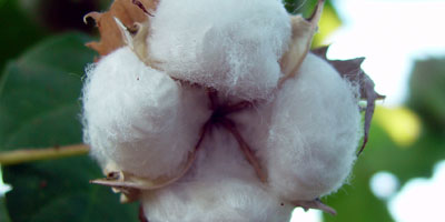 resources focusoncotton - Websites &amp; Online Resources