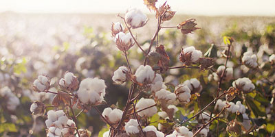 Cotton Cultivated