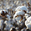 Nonwovens Cotton Fiber Suppliers