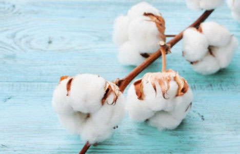 Learn About Cotton Learn About Cotton