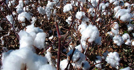 focusoncotton fusarium - Focus on Cotton