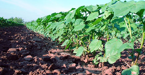 focusoncotton tillage - Focus on Cotton