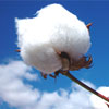 Cotton Market Weekly